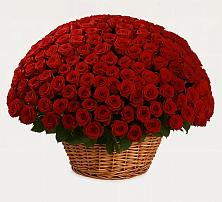 Премиум букет из: Розы в Уютном